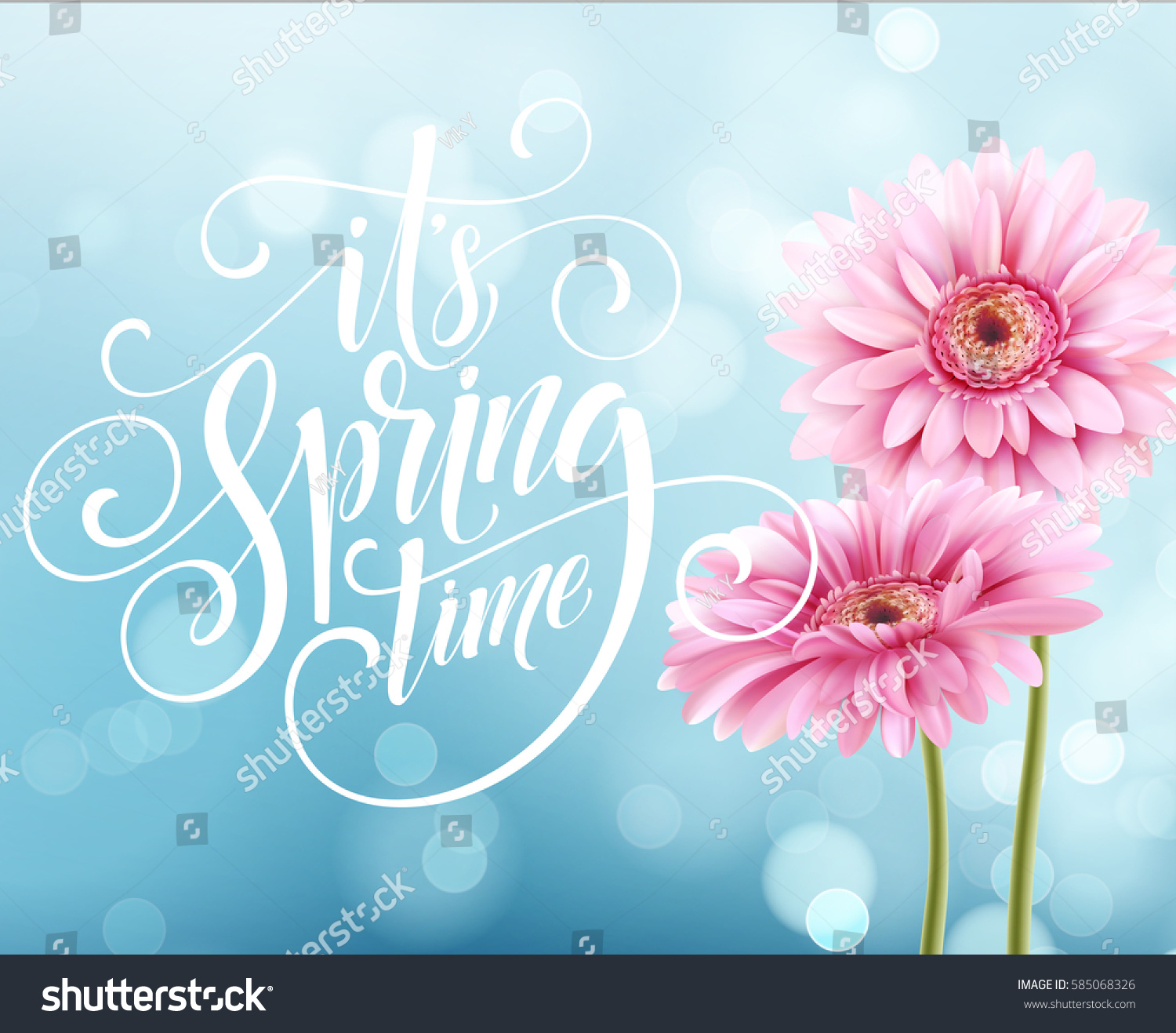 Gerbera Flower Background and Spring Lettering. Vector Illustration EPS10 #585068326