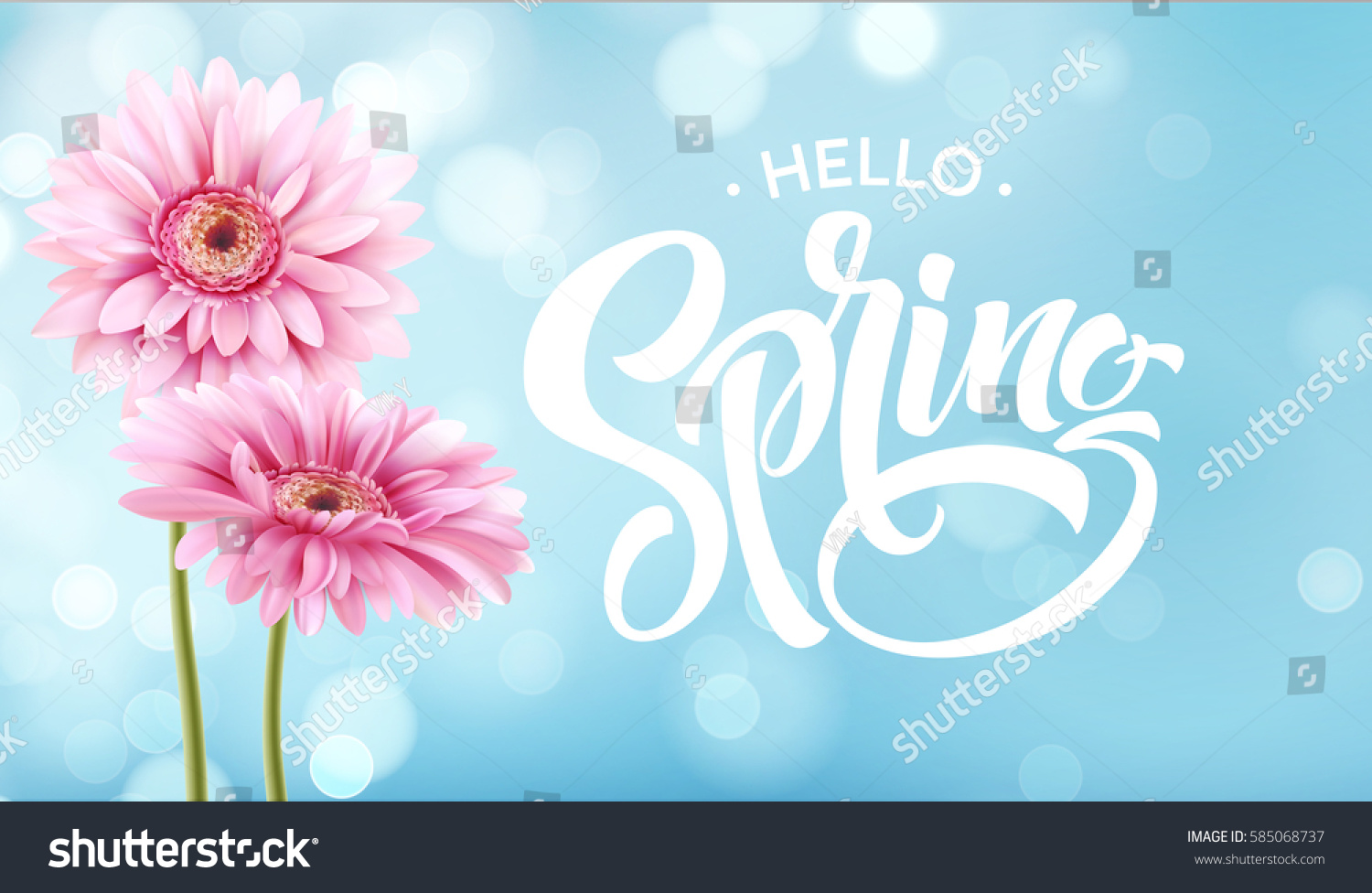 Gerbera Flower Background and Spring Lettering. Vector Illustration EPS10 #585068737