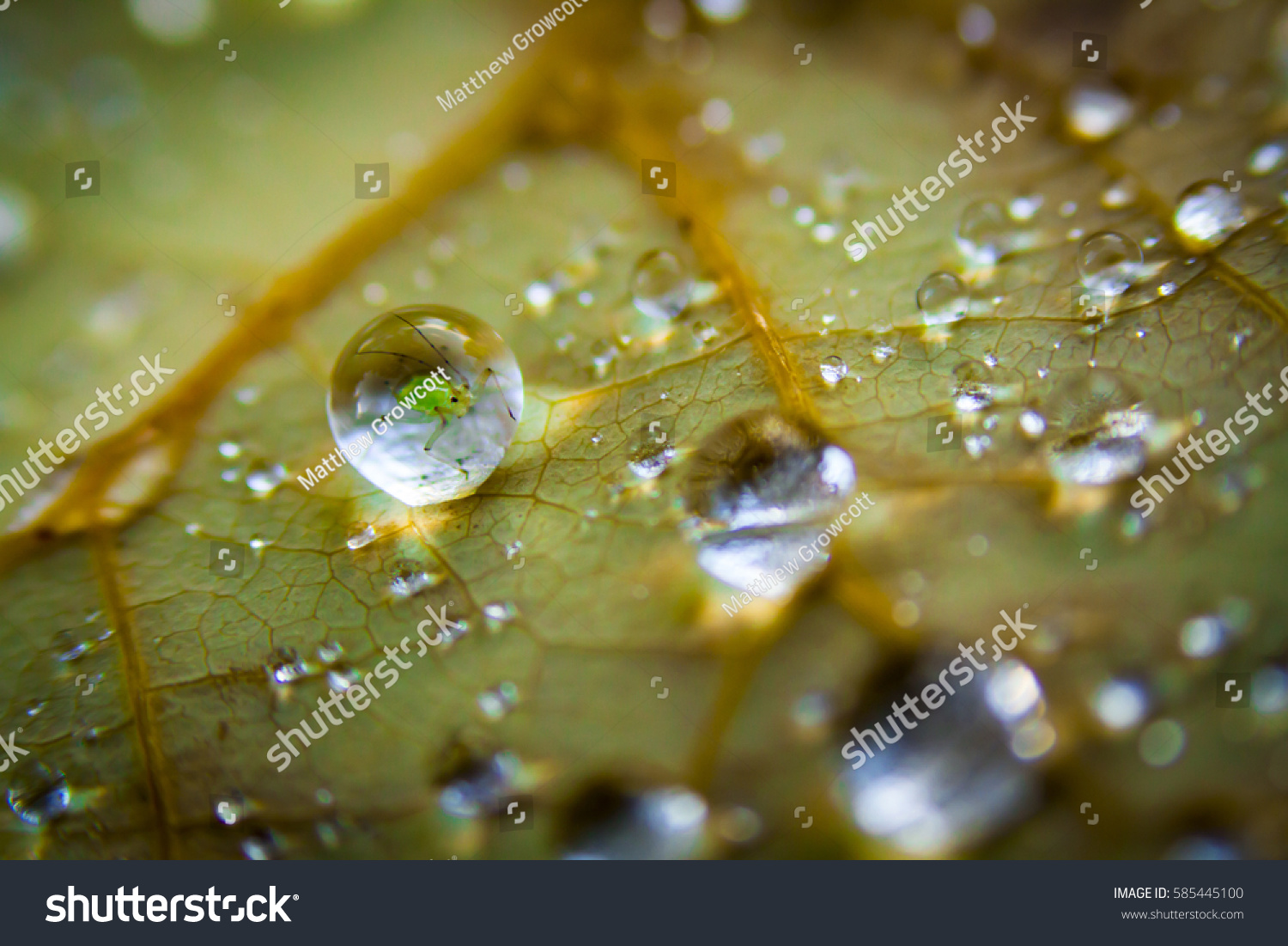 aphid stuck in a water droplet #585445100