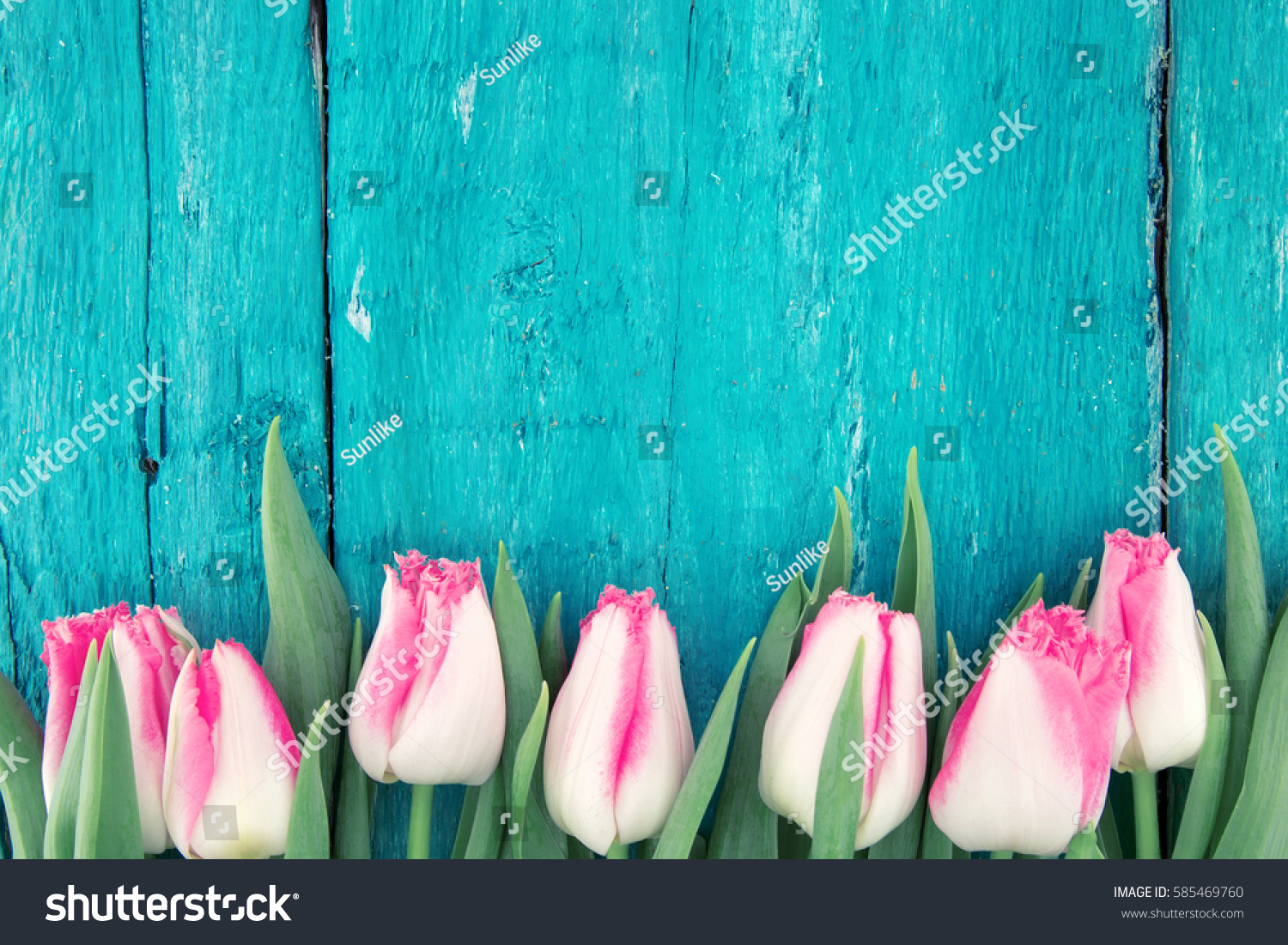 Frame of tulips on turquoise rustic wooden background. Spring flowers. Spring background. Greeting card for Valentine's Day, Woman's Day and Mother's Day. Top view. #585469760