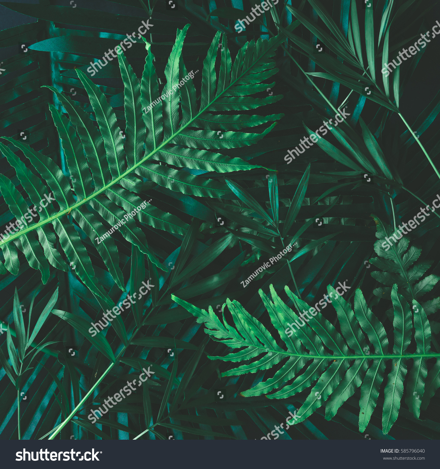 Creative layout made of tropical flowers and leaves. Flat lay. Nature concept #585796040