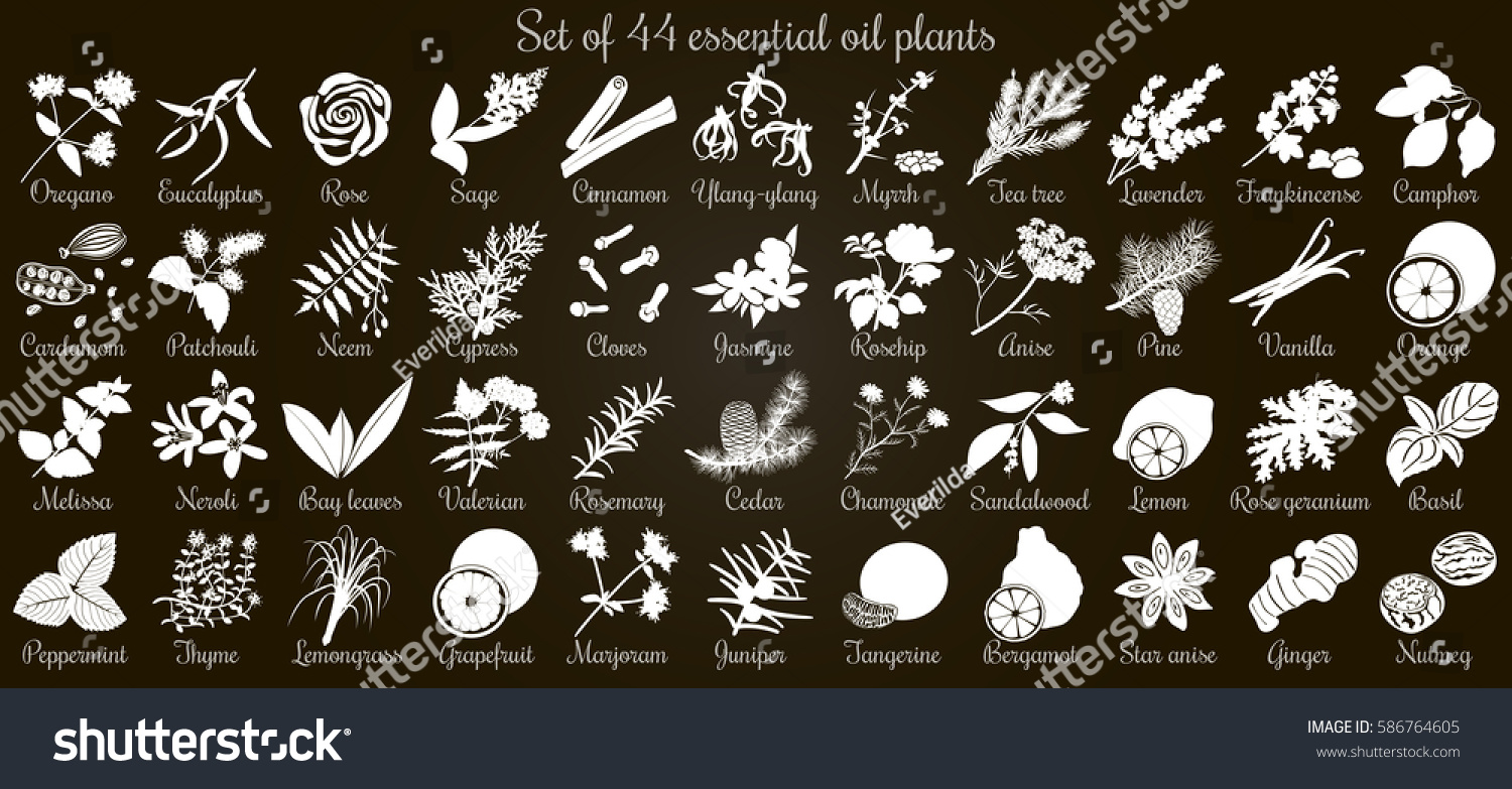 Big vector set of 44 flat style essential oil plants. White Silhouettes on black. Eucalyptus, jasmine, rose, cedar, lavenda, sandalwood etc. For cosmetics, spa, health care, aromatherapy, Ayurveda #586764605