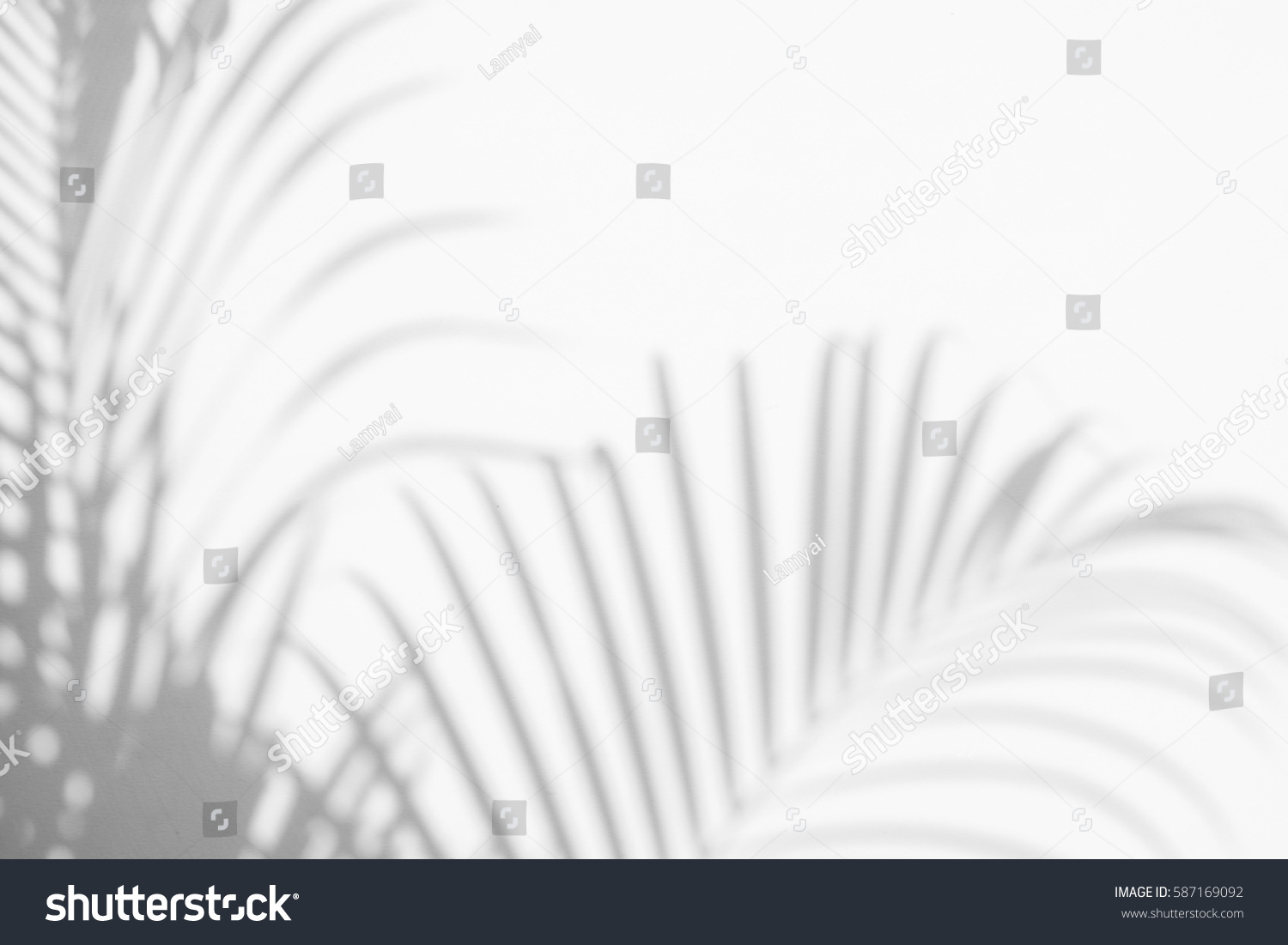 abstract background of shadows palm leaves on a white wall. White and Black #587169092