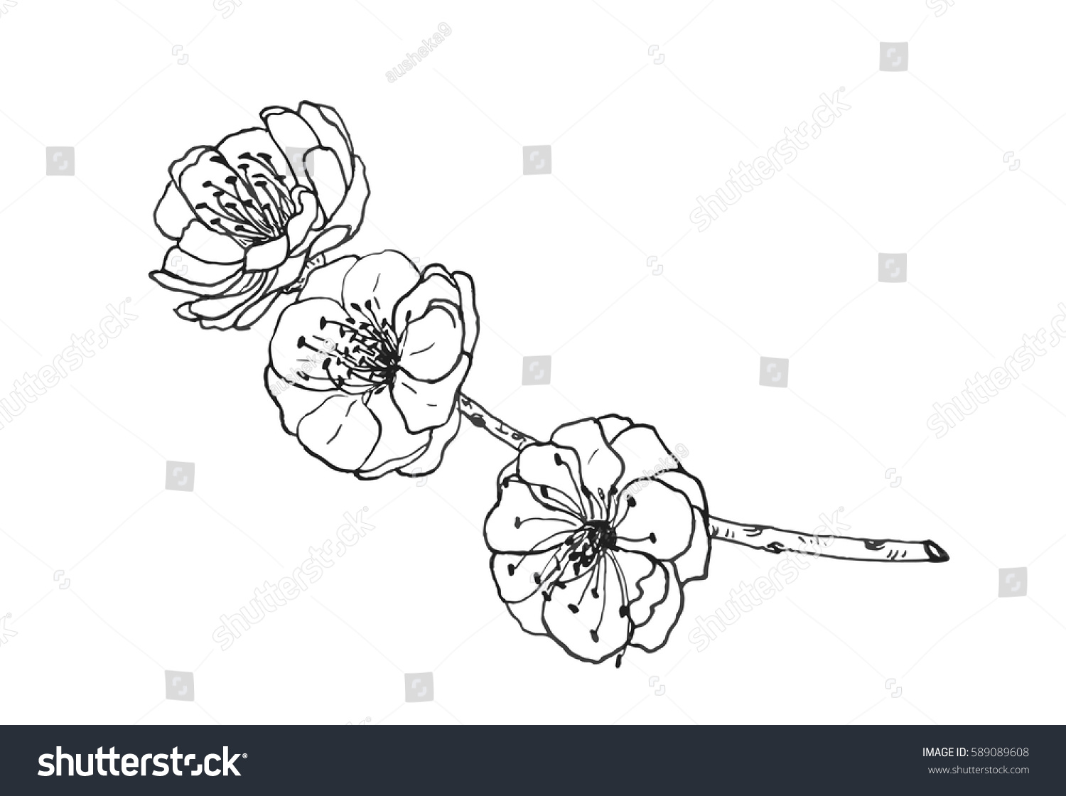 vector-sketch-illustration-of-plum-flower-royalty-free-stock-vector