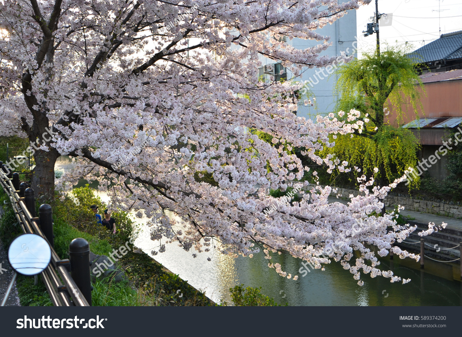 Sakura (cherry blossoms) along canal near Fushimi, Kyoto, Japan. #589374200