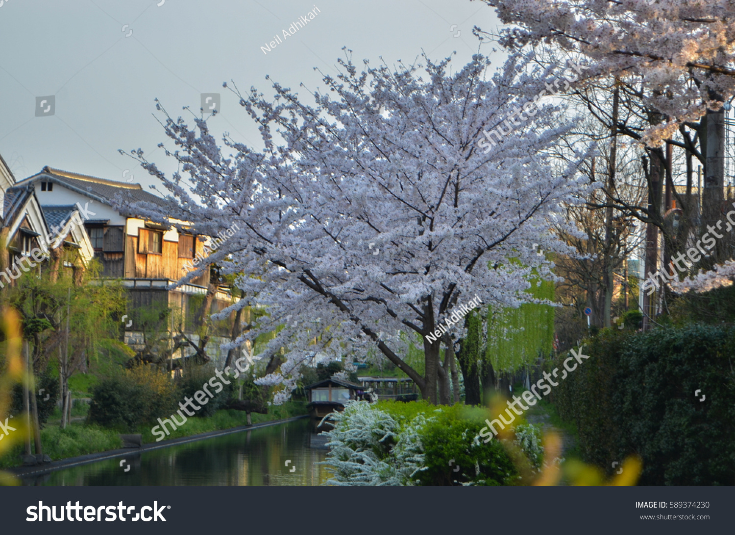 Sakura (cherry blossoms) along canal near Fushimi, Kyoto, Japan. #589374230