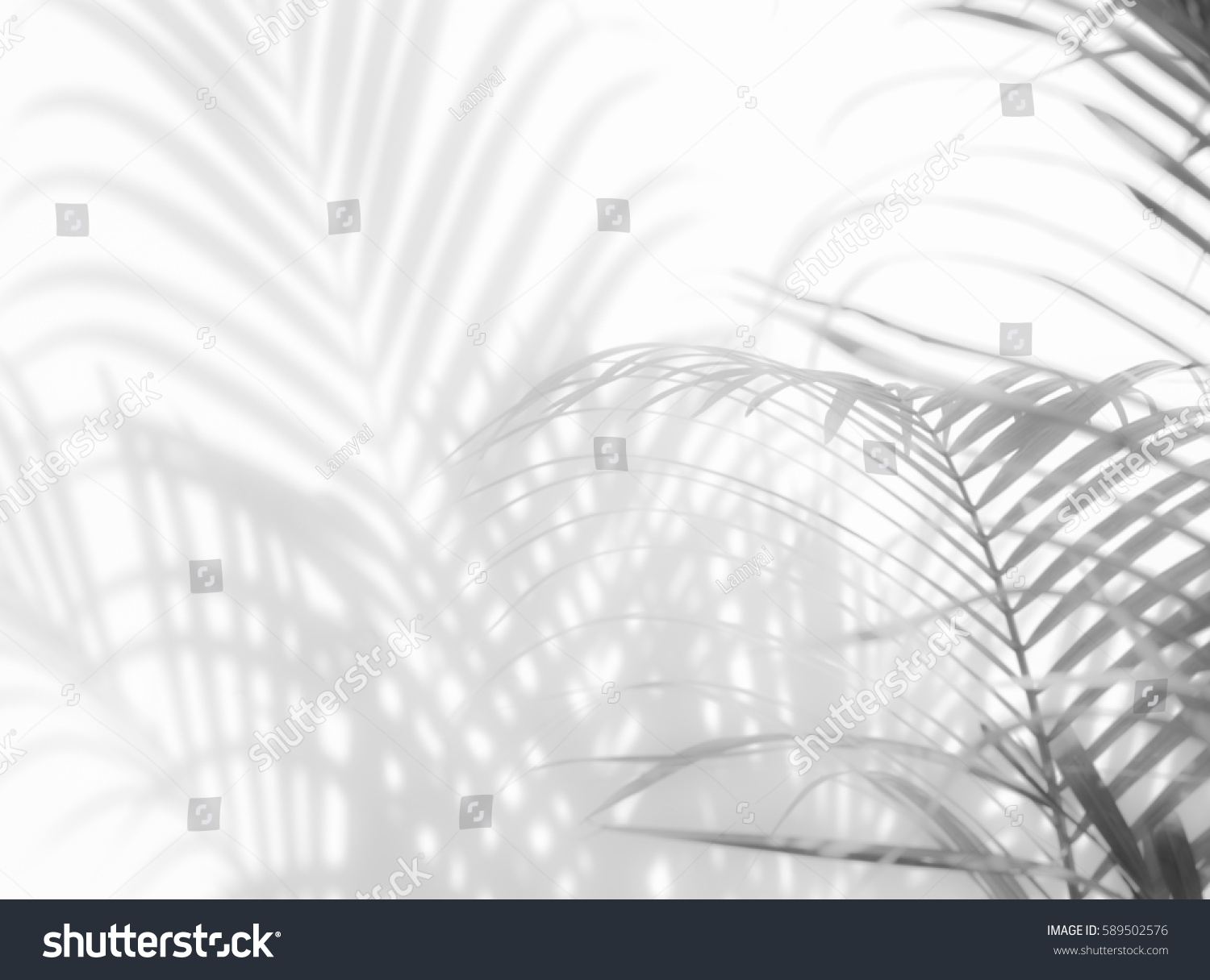abstract background of shadows palm leaves on a white wall. White and Black #589502576