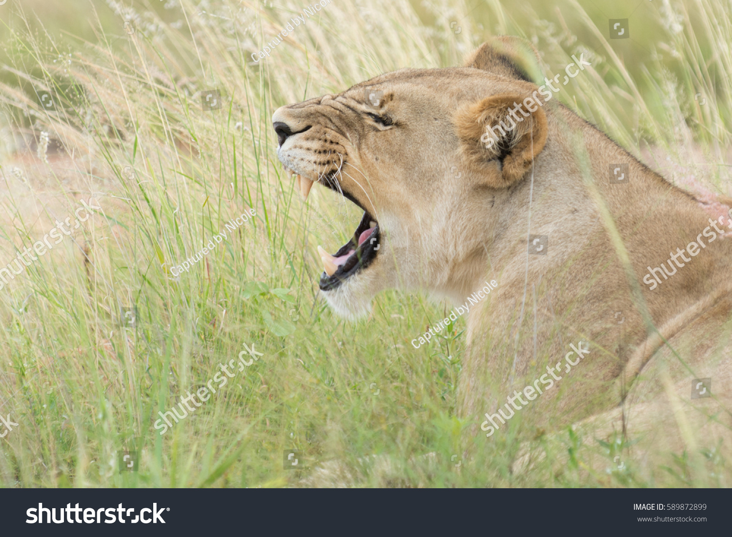 Lioness roaring #589872899