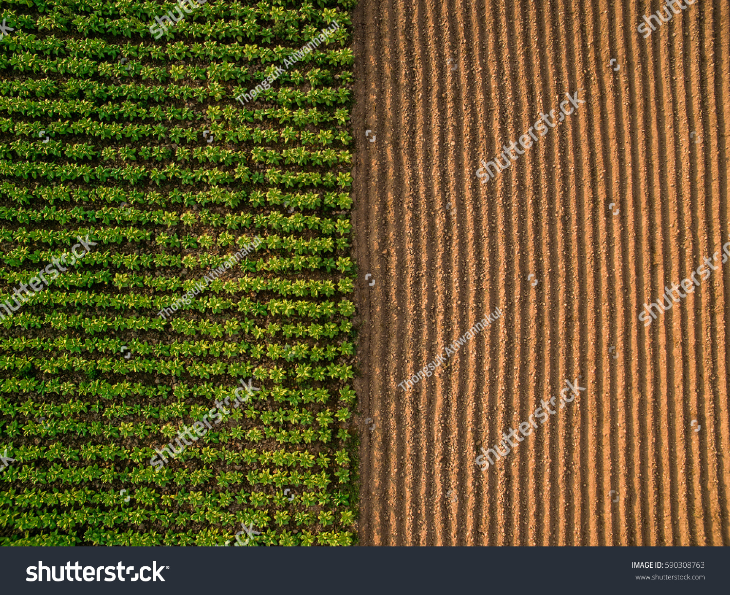 Aerial view ; Rows of soil before planting.Furrows row pattern in a plowed field prepared for planting crops in spring.Horizontal view in perspective. #590308763