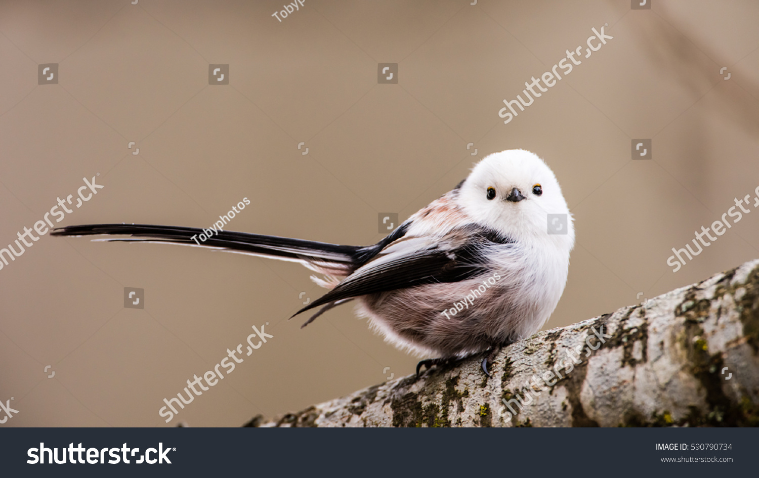 Long-tailed tit or long-tailed bushtit (Aegithalos caudatus) perching on an oak branch with a defocused background #590790734