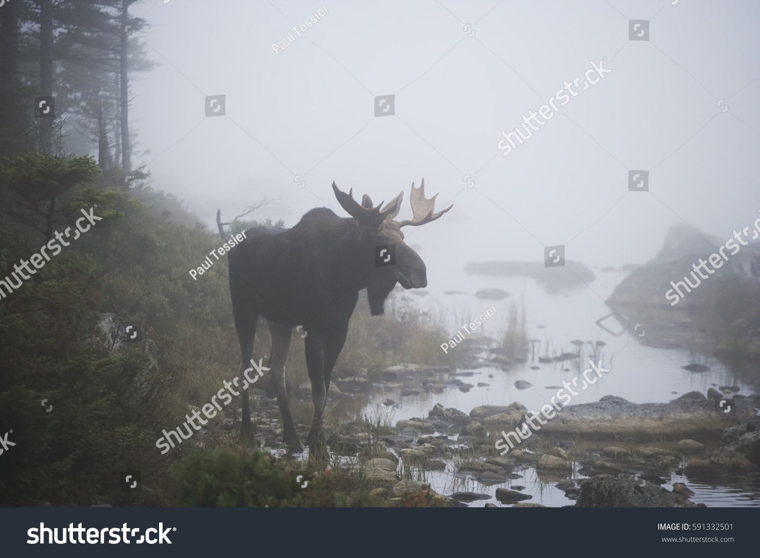 A bull moose in the fog.
This moose is wild and free and has been photographed in its natural habitat. #591332501