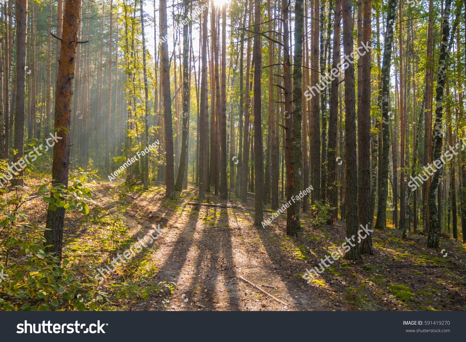 Sunny autumn forest with foggy air in the morning #591419270