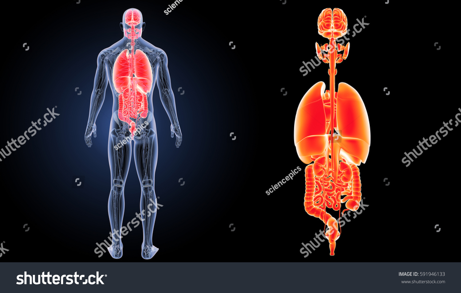 Human Organs posterior view 3d illustration - Royalty Free Stock Photo ...