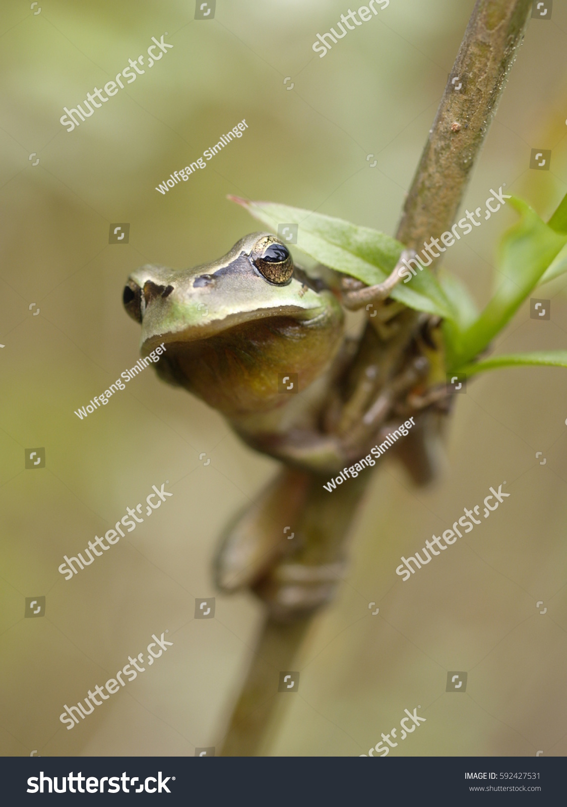mediterranean tree frog #592427531