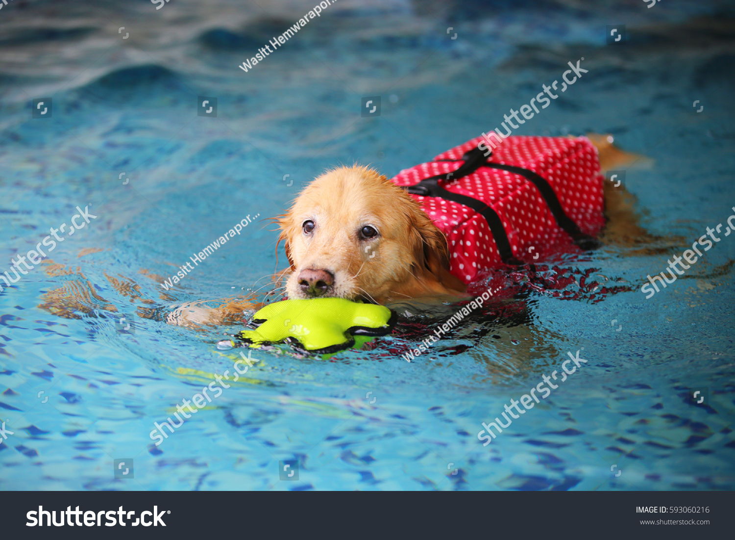 Dog swimming, Golden Retriever, dog wet #593060216