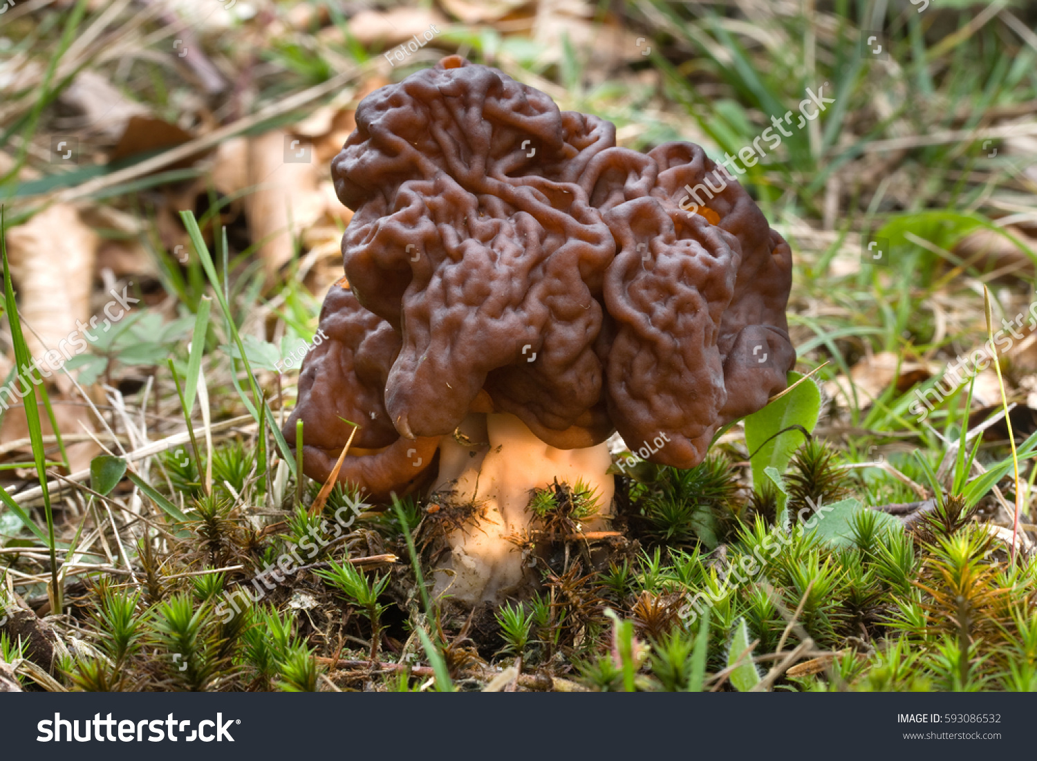 Gyromitra Esculenta known as False morel. Photo has been taken in the natural forest background. #593086532