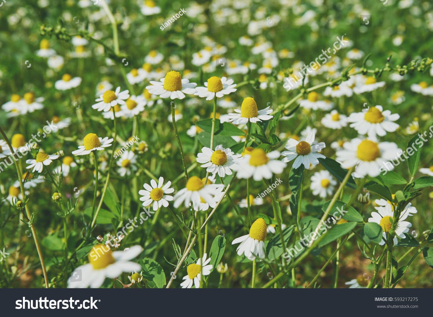 Daisies in the field  #593217275