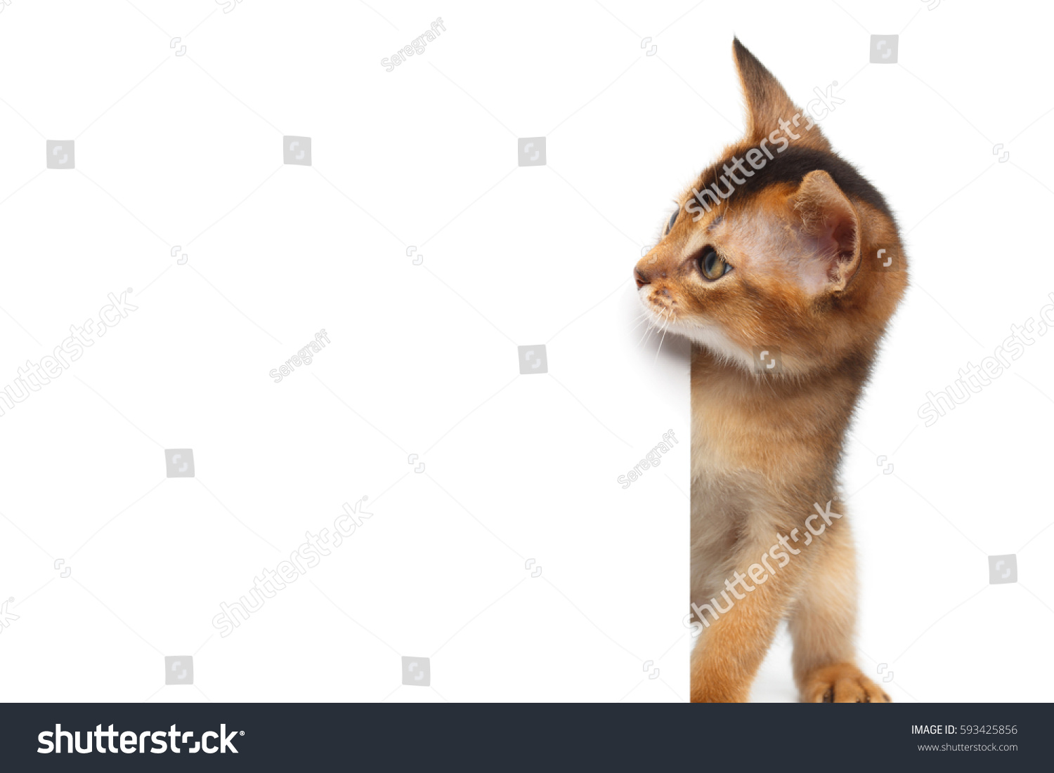 Curious Abyssinian Kitty Looking side on Isolated White Background #593425856