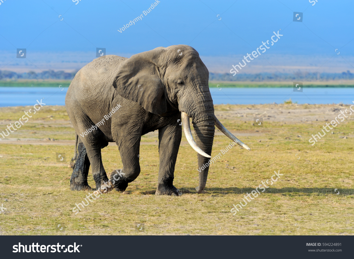 Elephant in National park of Kenya, Africa #594224891