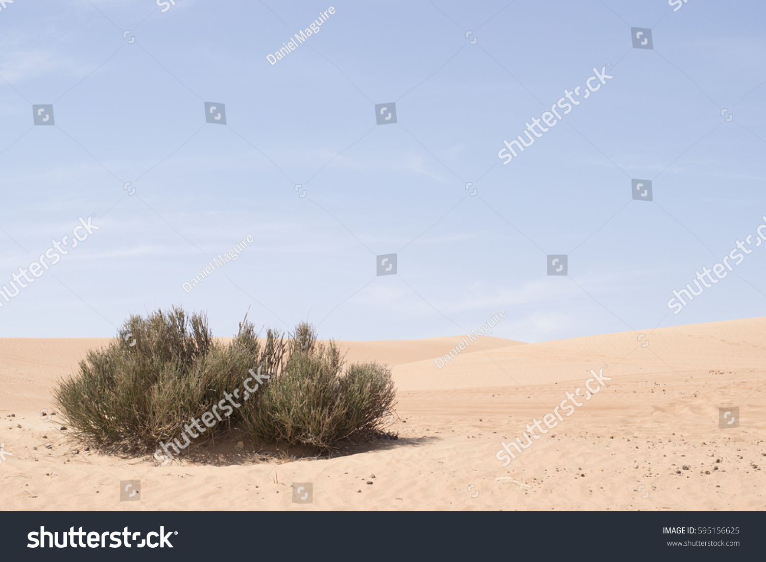 Desert bush #595156625