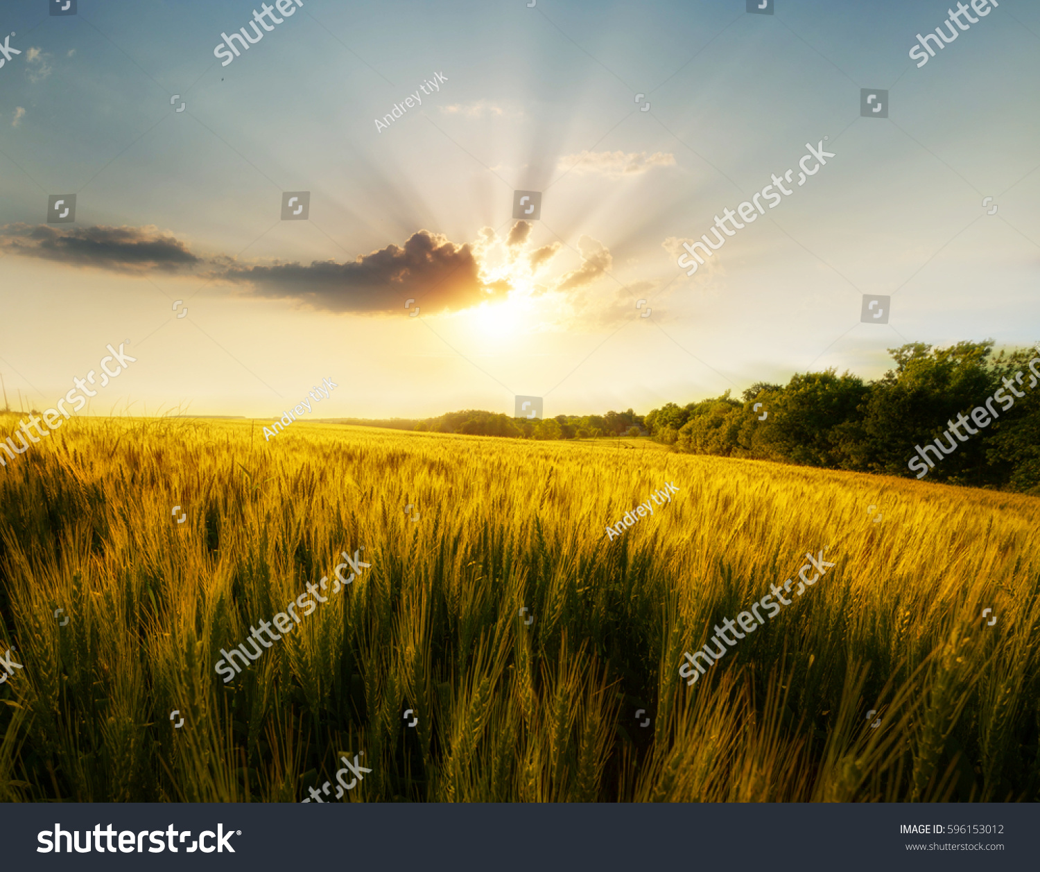 Wheat field on the background of the setting sun #596153012