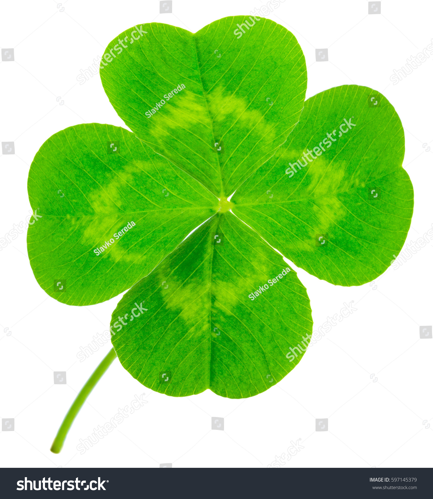 St. Patrick's Day symbol. Lucky shamrock clover green heart-shaped leaves isolated on white background in 1:1 macro lens shot #597145379