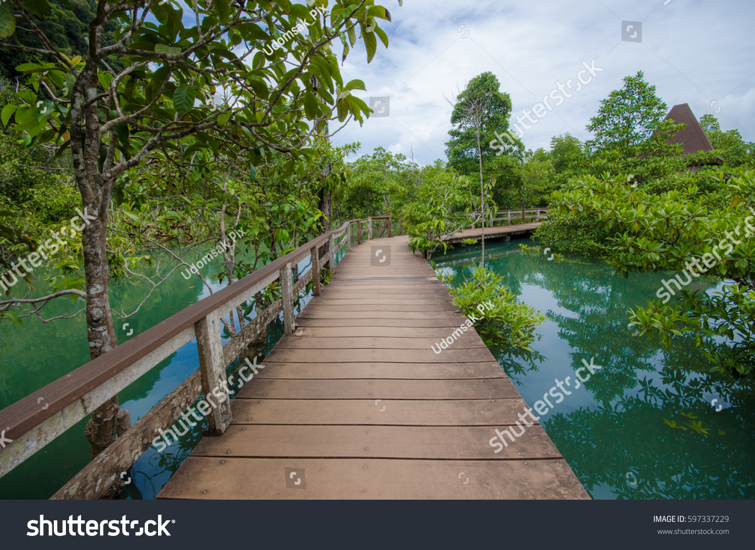 Tha Pom Klong Song Nam nature trail in Krabi Thailand, mangrove forrest #597337229