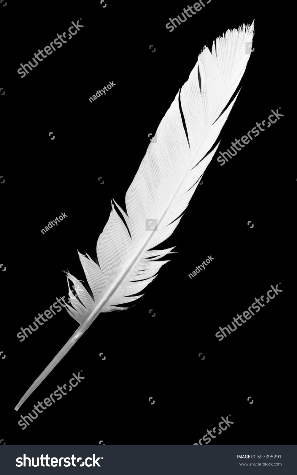 white feather on black background #597395291