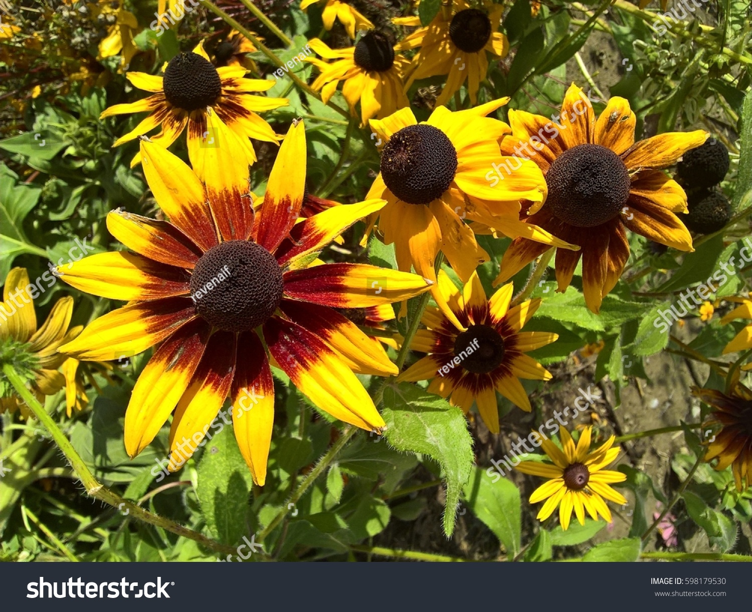 Helianthus Ornamental Garden. Brown Orange Yellow flowers in shine of the sun. Garden in the background. #598179530