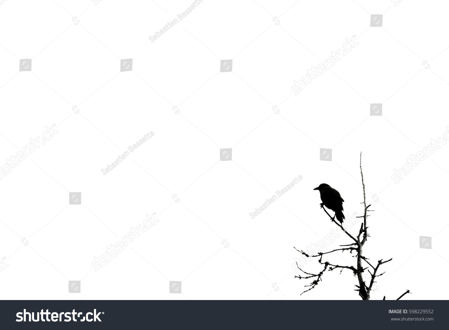 Minimalist bird sparrow silhouette at top of tree #598229552