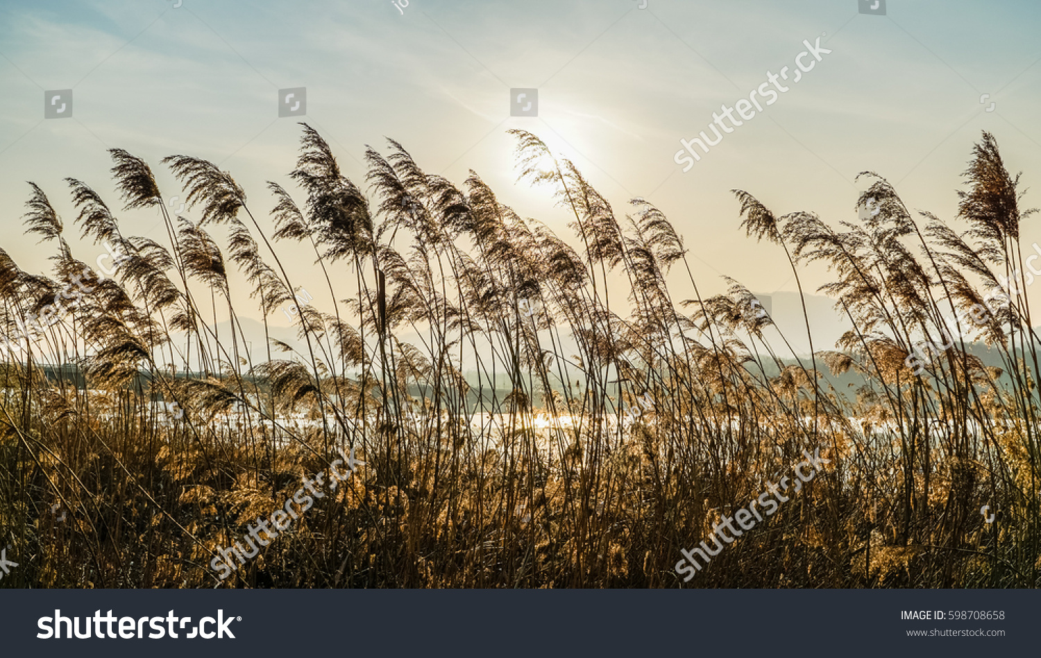 Reeds in the rive/Swaying Reed-2 #598708658