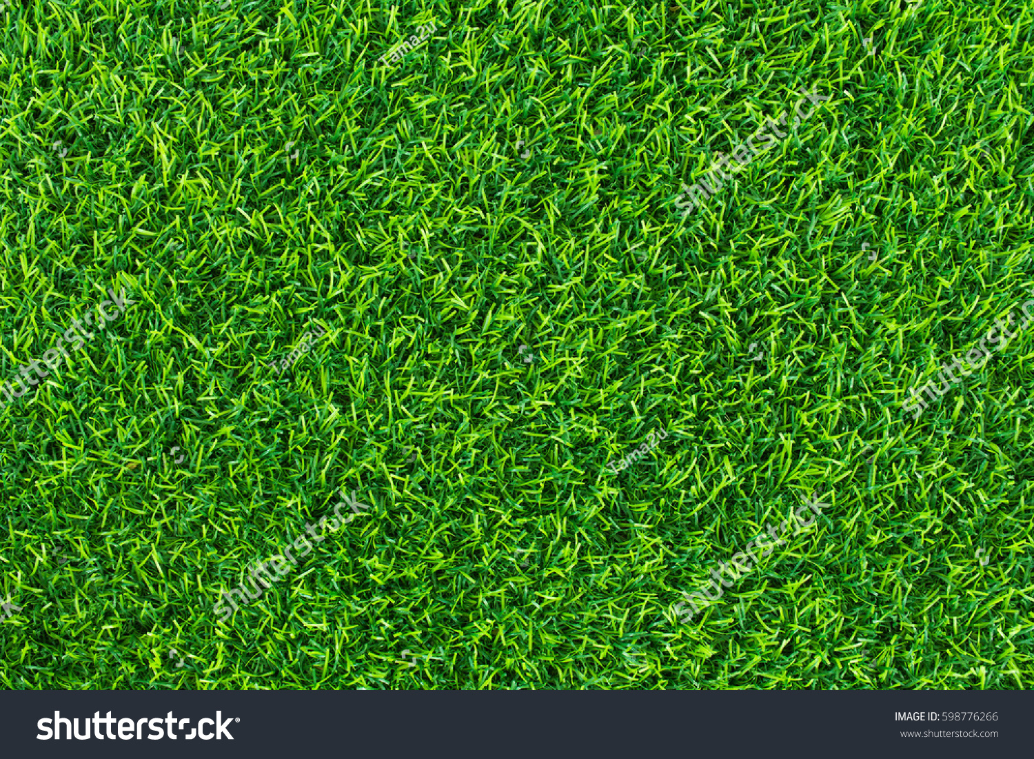 Green grass background texture .top view.
 #598776266