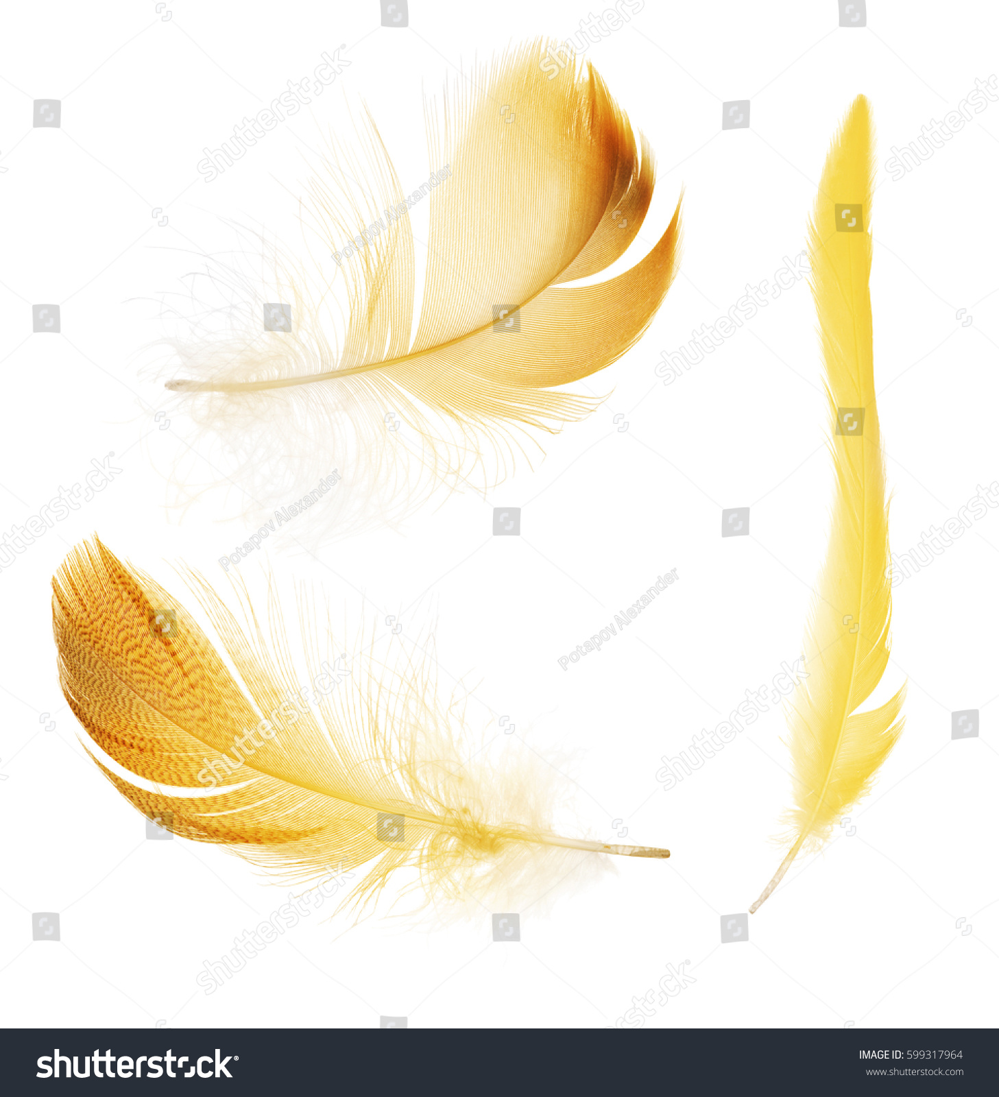 set of feathers isolated on white background #599317964