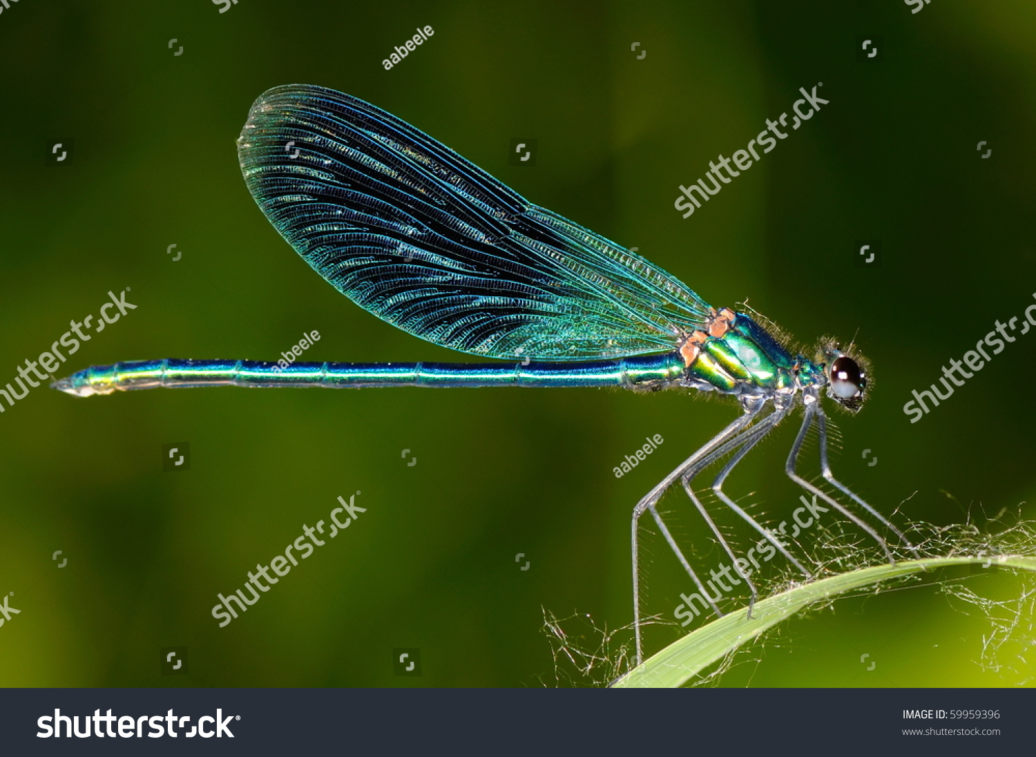 dragonfly outdoor (coleopteres splendes ) #59959396