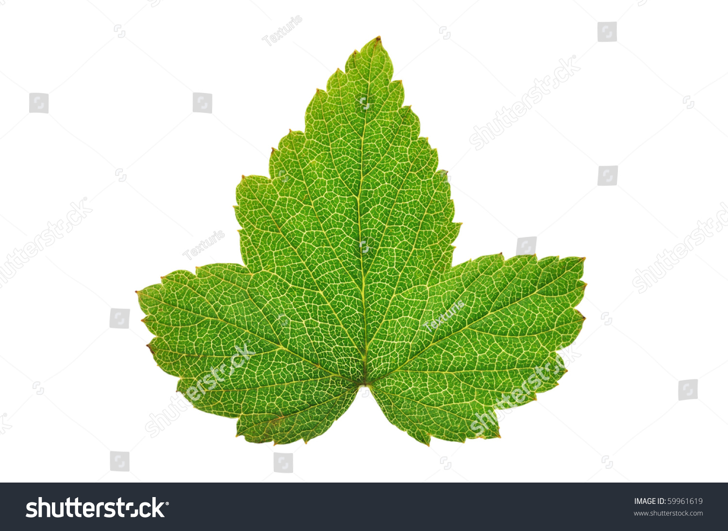 Currant leaf isolated on white background #59961619