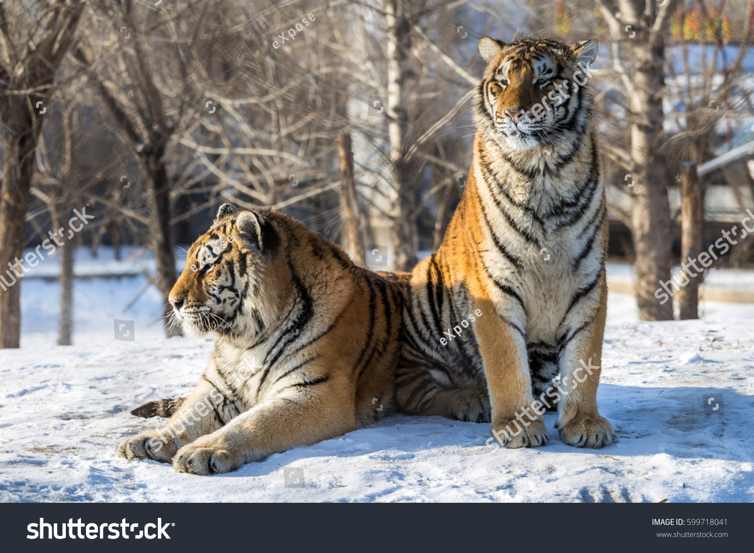 Siberian Tiger (Panthera tigris altaica) #599718041