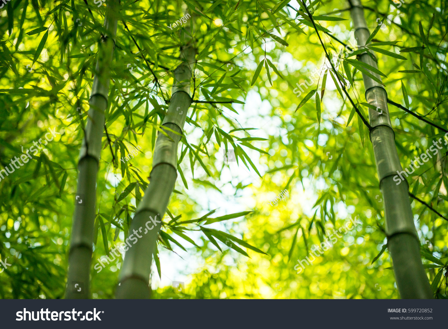 Bamboo branch in bamboo forest, beautiful green nature background #599720852