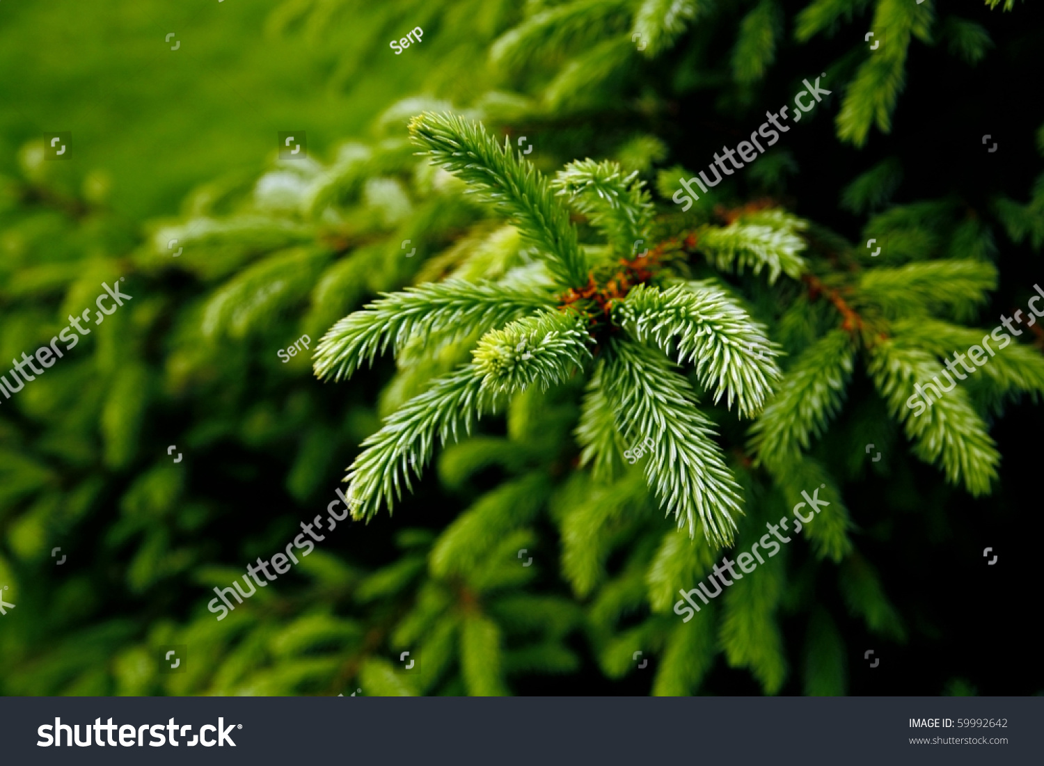 green prickly branches of a fur-tree or pine #59992642