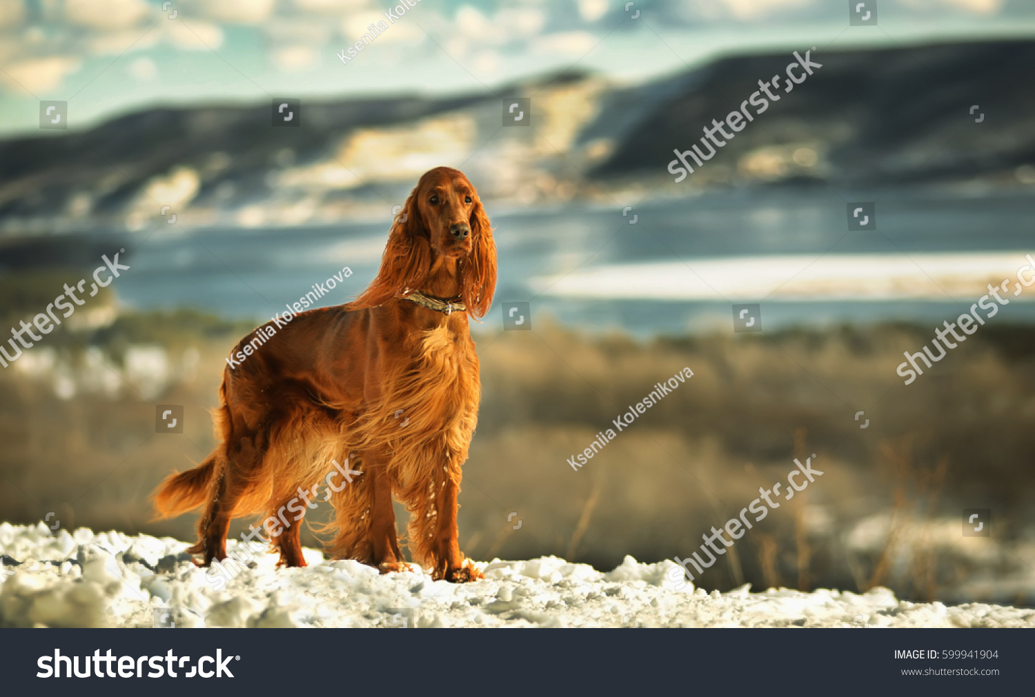 Irish red setter on a background of mountains and rivers on a Sunny day. Exhibition stand dogs. Bright as a flame #599941904