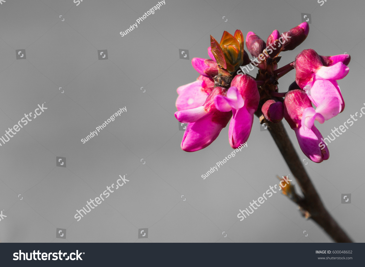 Western redbud (Cercis occidentalis) isolated on a grey background, California #600048602