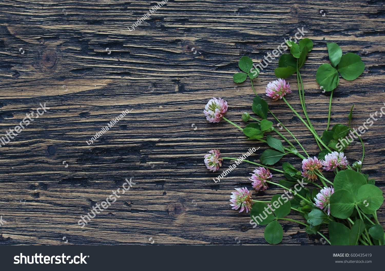 Clover leaves and flowers on the background of an old board. St.Patrick 's Day. #600435419