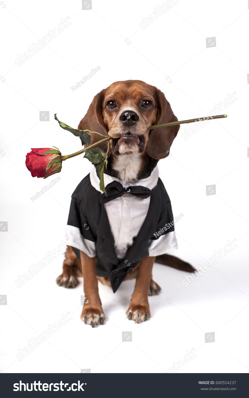 Dog Dressed up in Tuxedo Holding Rose High Key #600554237