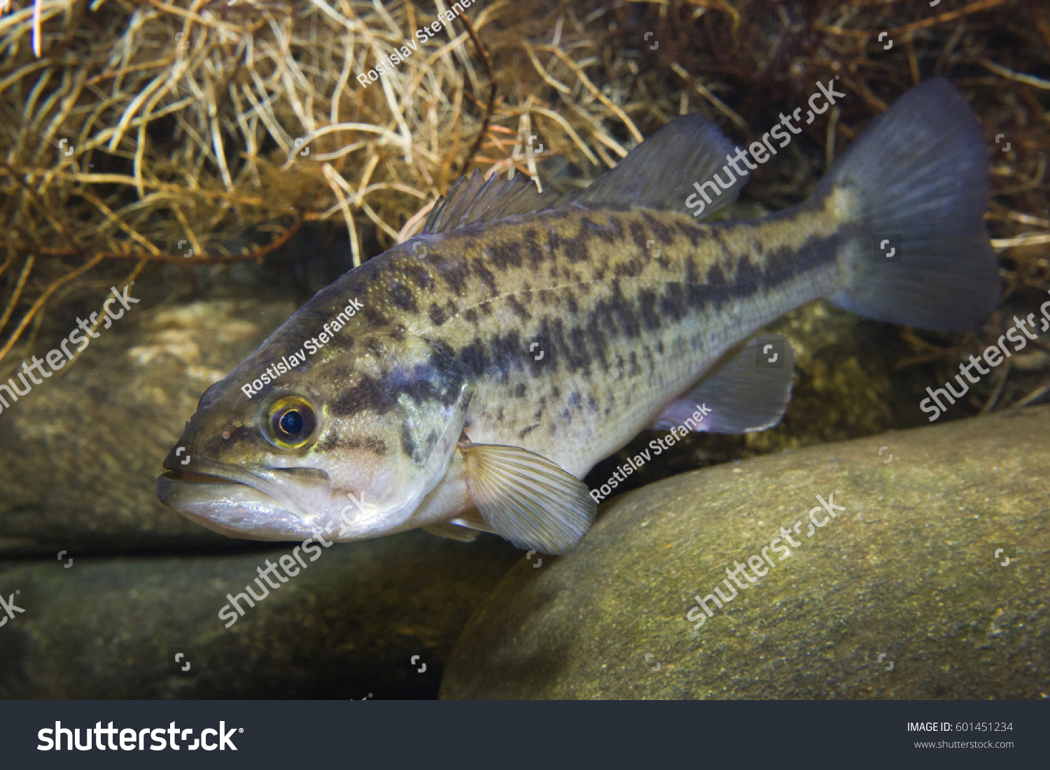 Close up underwater picture of a frash water fish Largemouth Bass (Micropterus salmoides) with a stones. Live in the lake.  #601451234