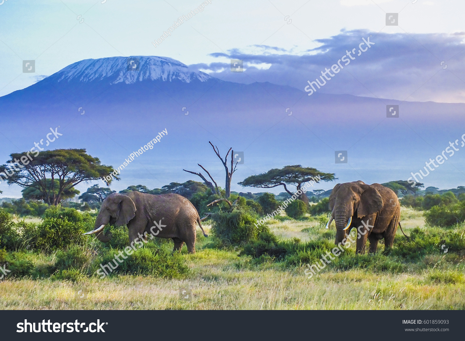 Elephants and Kilimanjaro #601859093