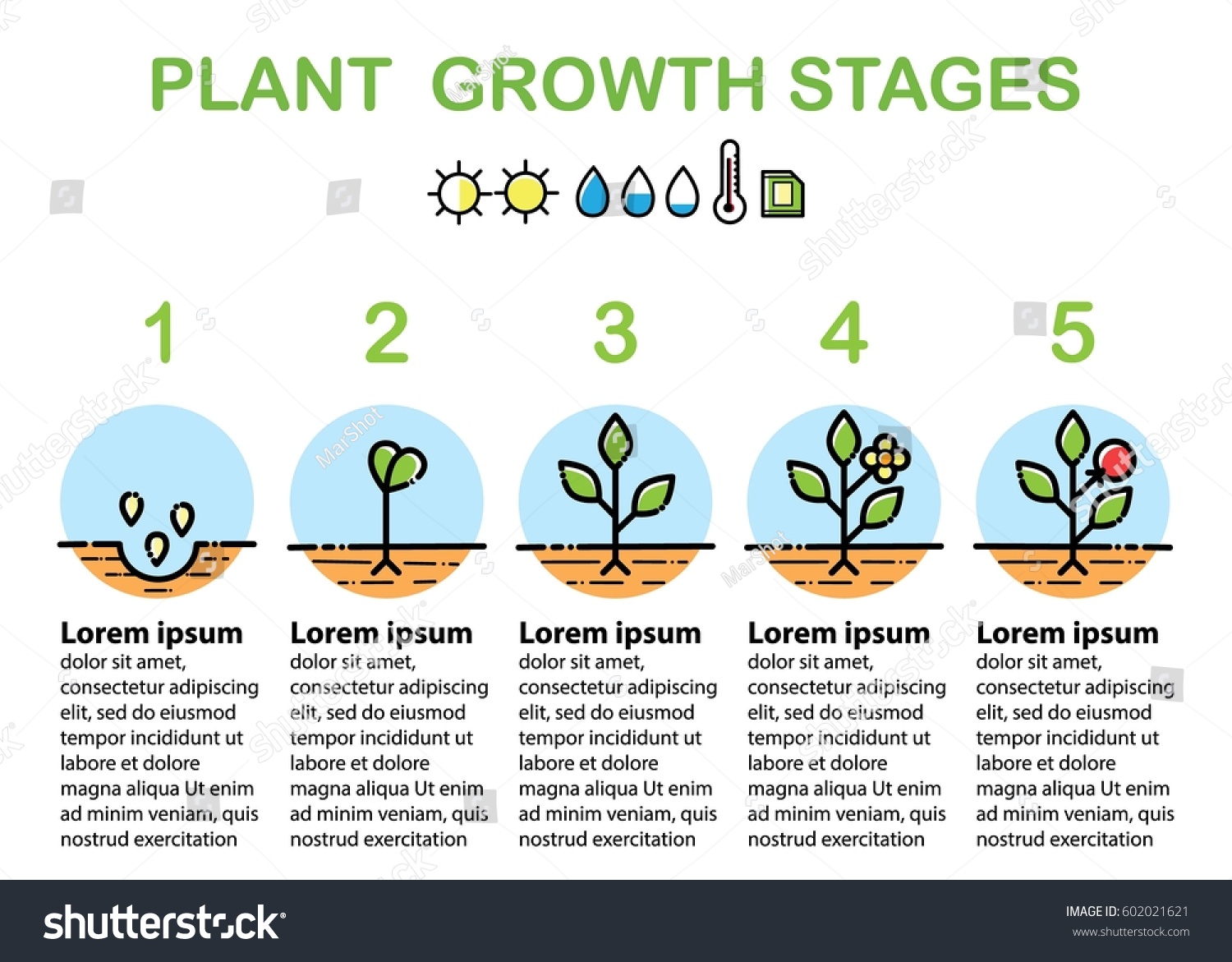 Plant growth stages infographics. Line art icons - Royalty Free Stock ...