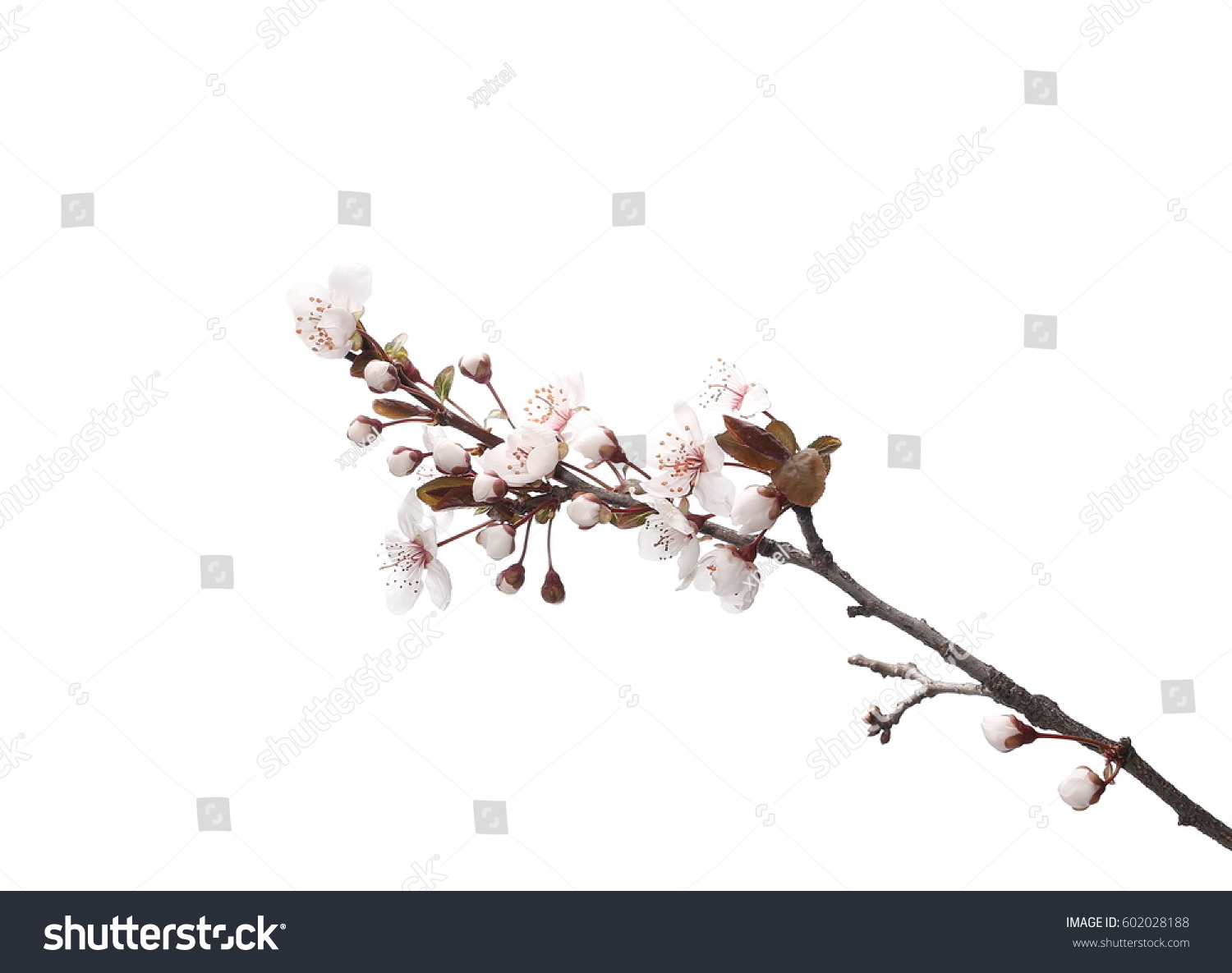 Cherry blossom branch, isolated on white background #602028188