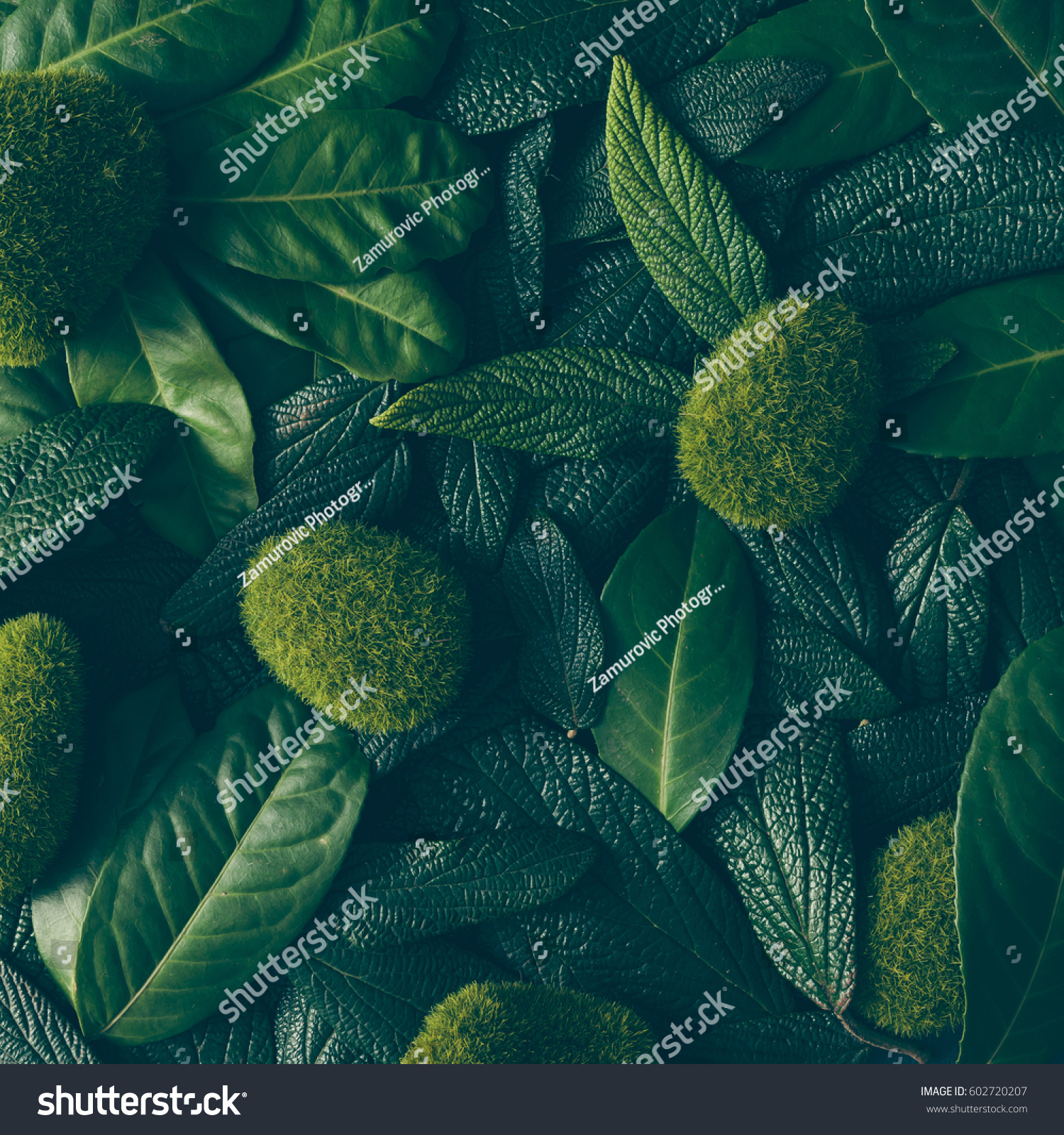 Creative layout made of green leaves. Flat lay. Nature concept #602720207