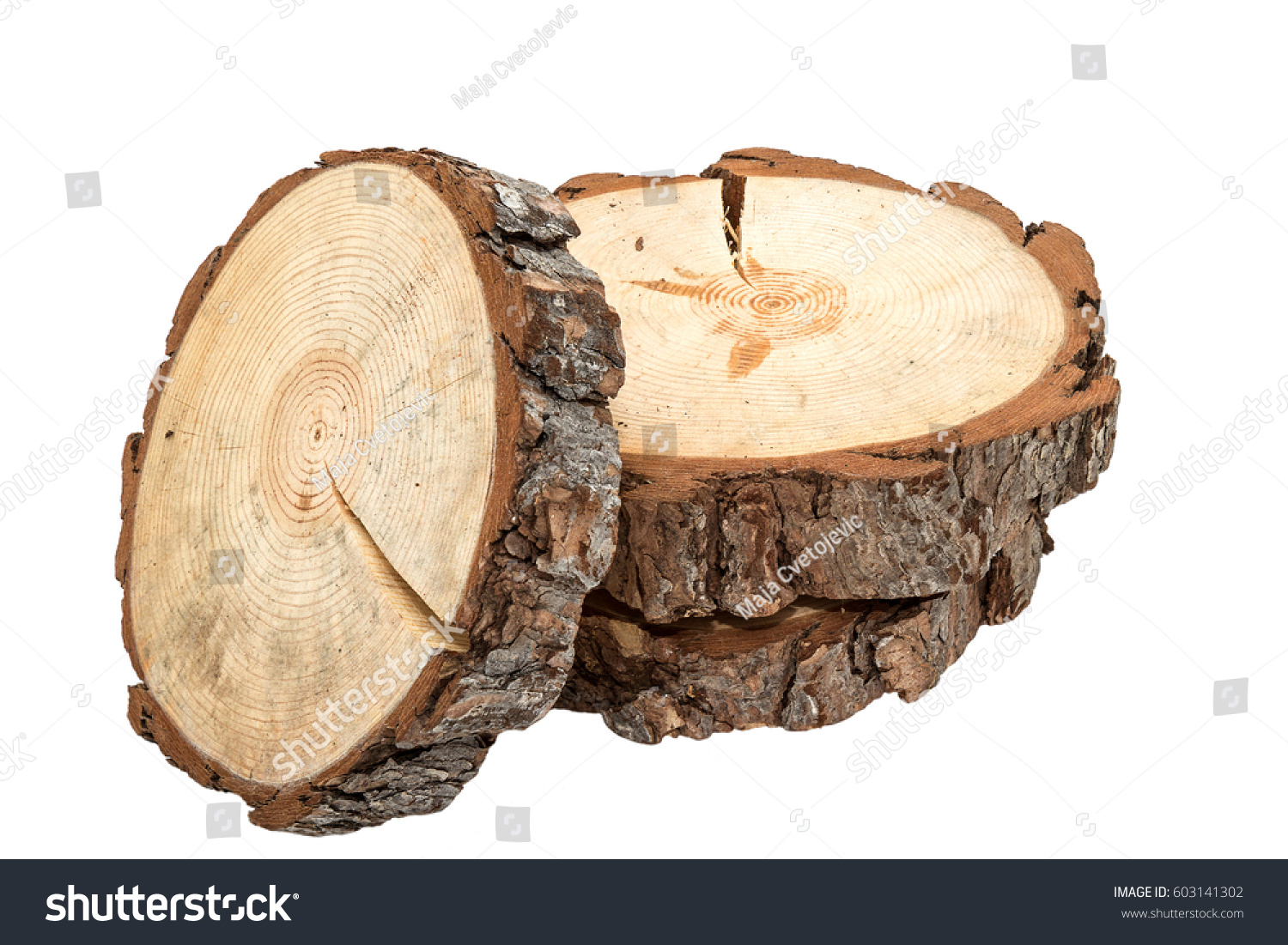 Cross section of tree trunk on white background  #603141302
