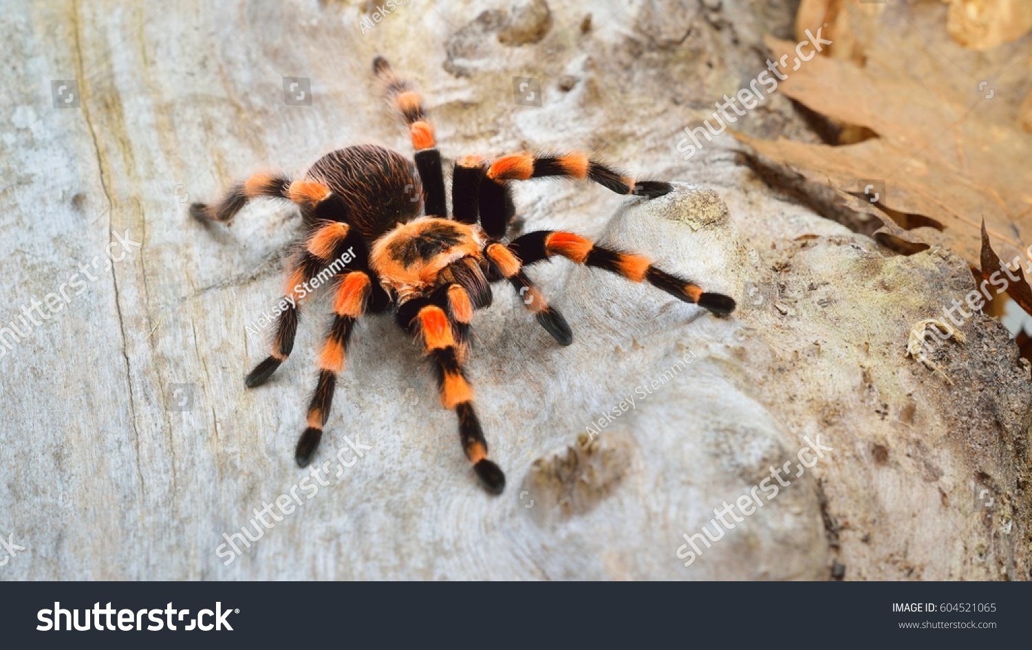 Birdeater tarantula spider Brachypelma smithi in natural forest environment. Bright orange colourful giant arachnid. #604521065