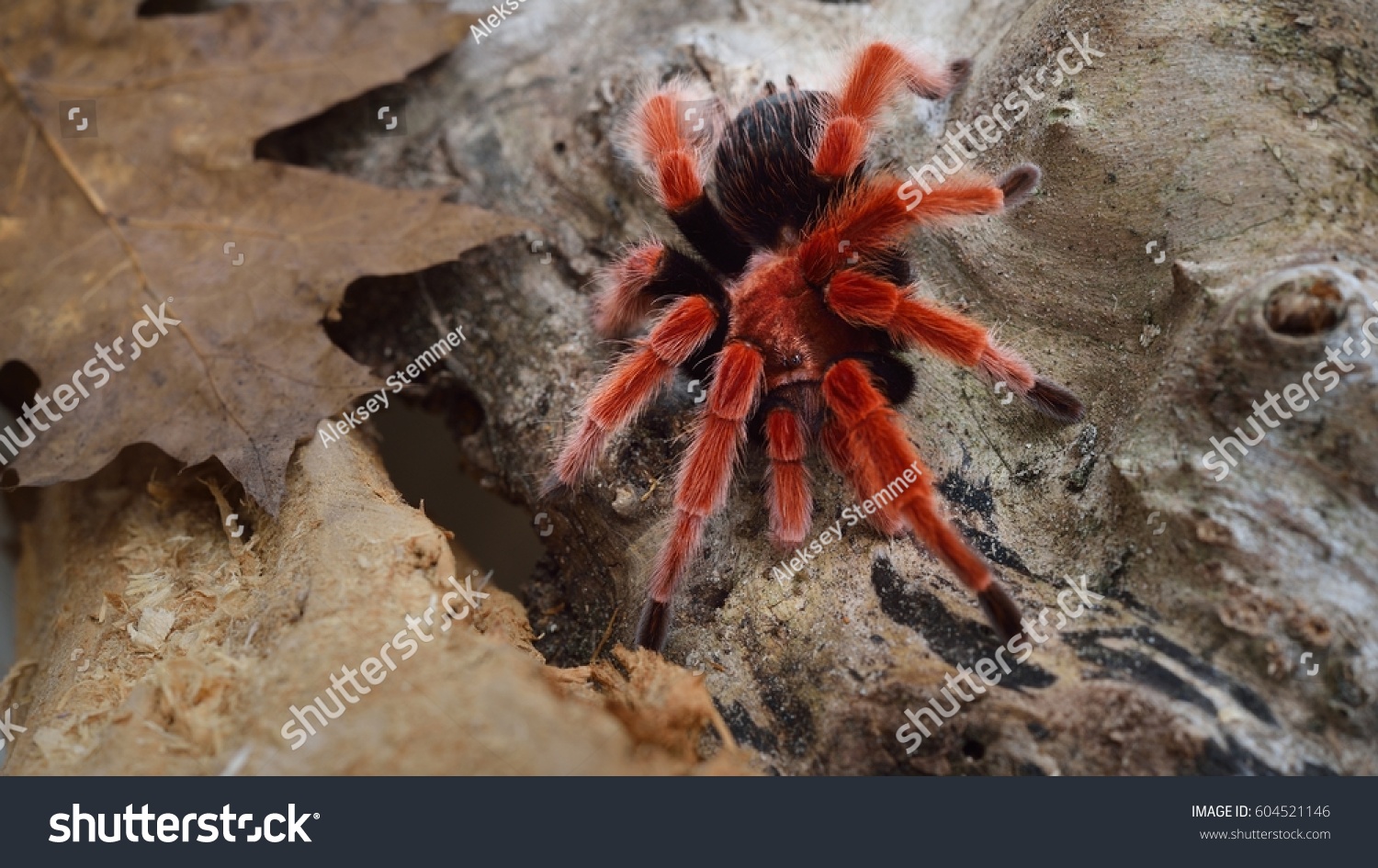 Birdeater tarantula spider Brachypelma boehmei in natural forest environment. Bright red colourful giant arachnid. #604521146
